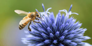 Ape su fiore durante l'impollinazione