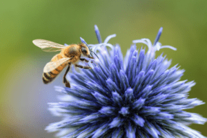 Ape su fiore durante l'impollinazione